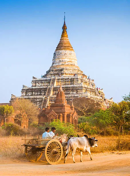 asian-farmer-riding-wooden-cart-myanmar
